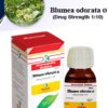 BLUMEA ODORATA Ø